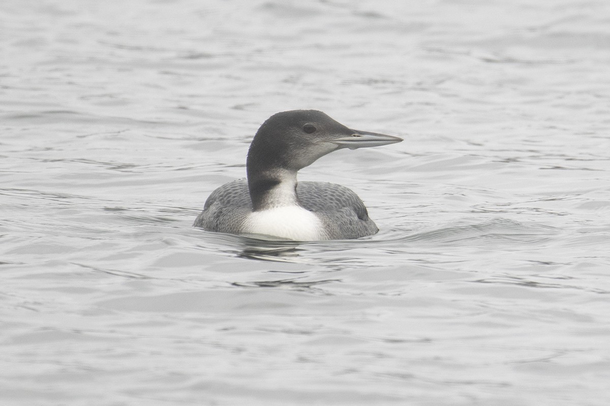 Common Loon - ML278463441