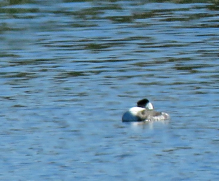 Western Grebe - Diane Drobka