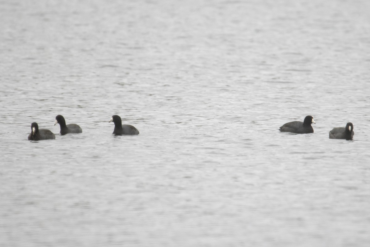 American Coot - ML278465781