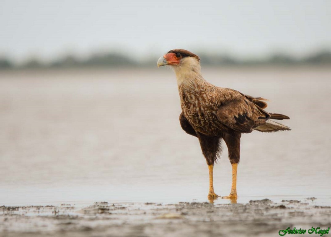 Crested Caracara (Southern) - ML278465821