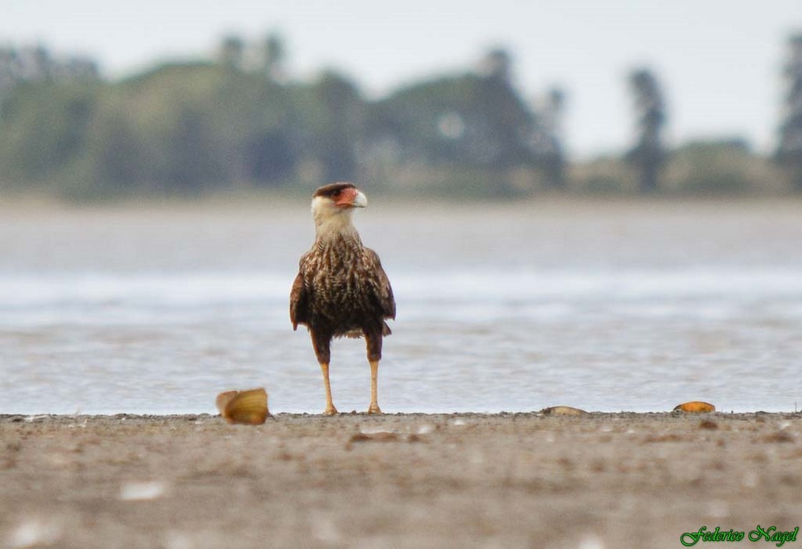 Crested Caracara (Southern) - federico nagel