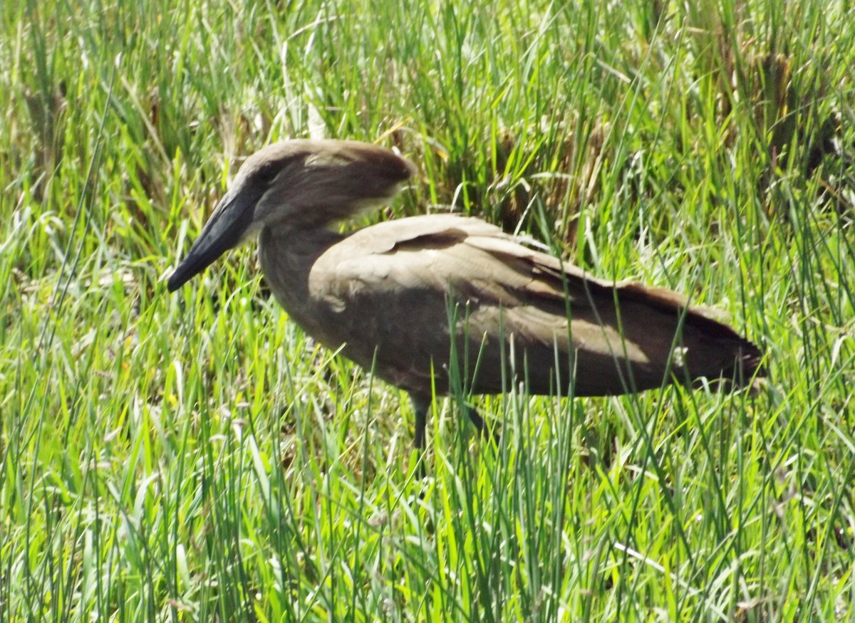 Hamerkop - ML278466061