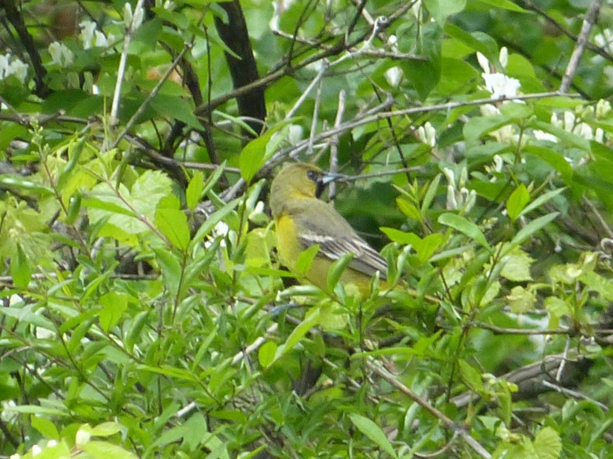 Orchard Oriole - ML27846851