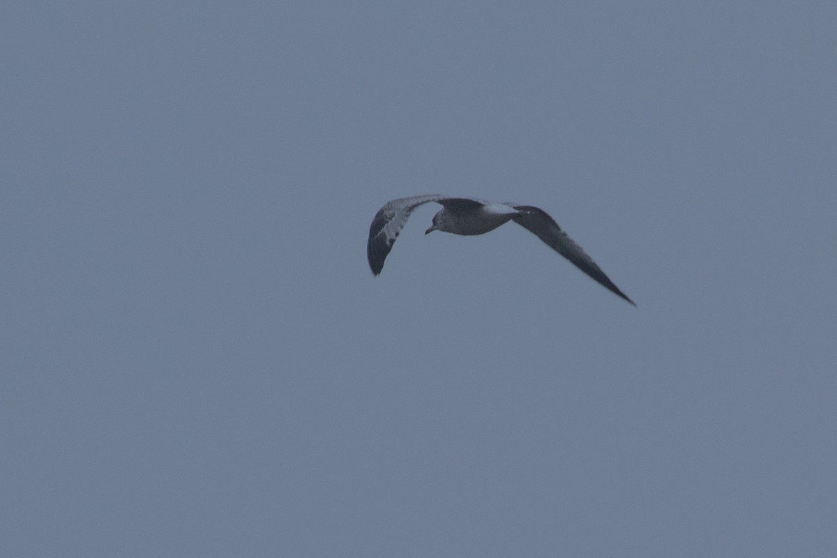 Ring-billed Gull - ML278469251