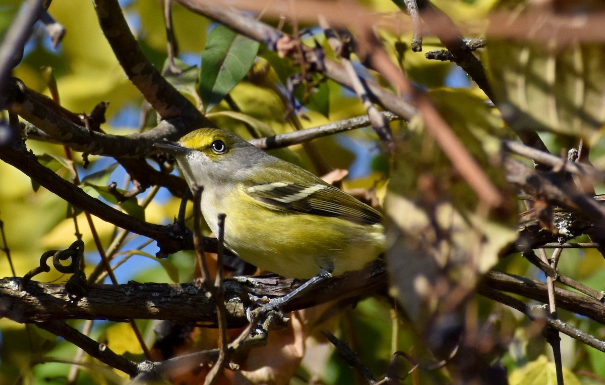 White-eyed Vireo - Andrew Gaerte