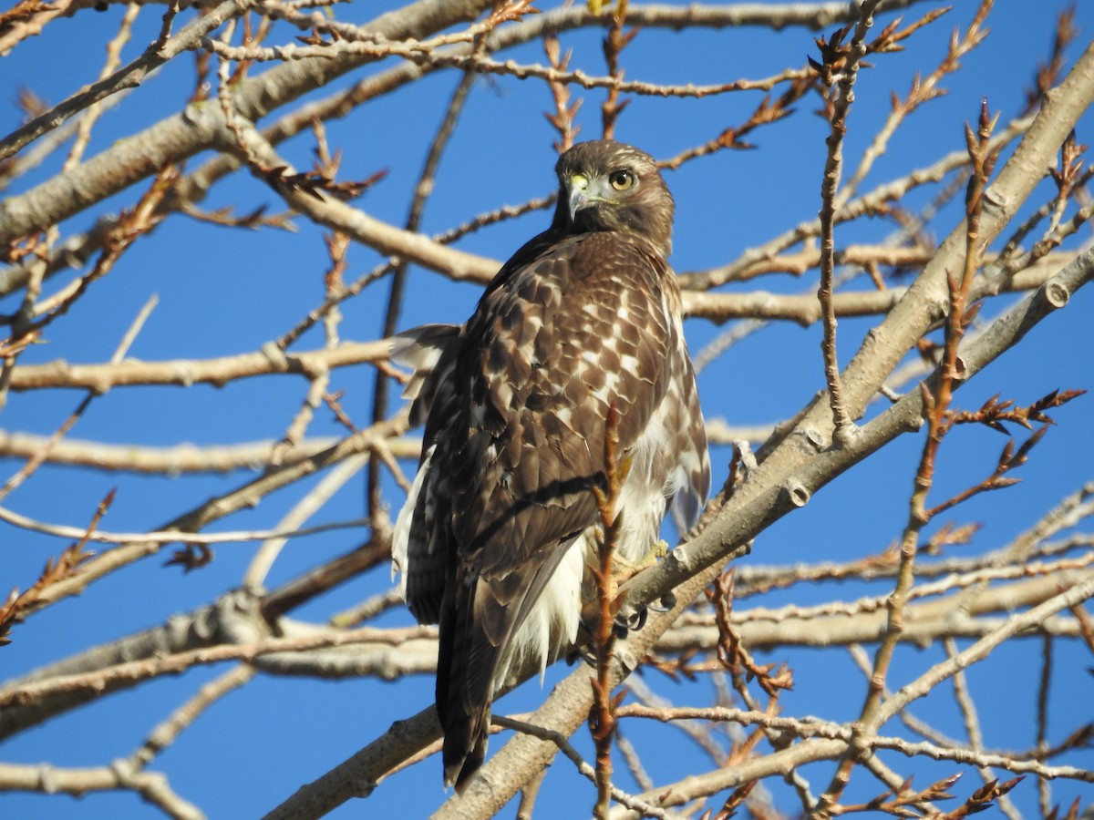 Red-tailed Hawk - Neill Vanhinsberg