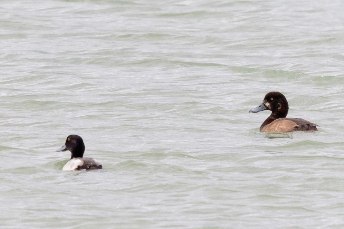 Lesser Scaup - Hernan Riverol