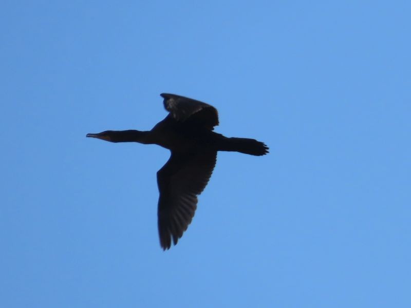 Double-crested Cormorant - ML278472211