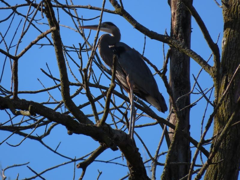 Great Blue Heron - ML278472231