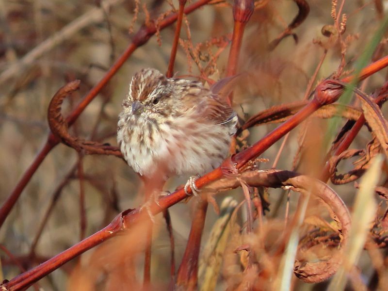 Song Sparrow - ML278472321