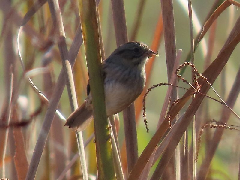 Swamp Sparrow - ML278472341