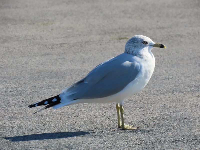 Ring-billed Gull - ML278472511