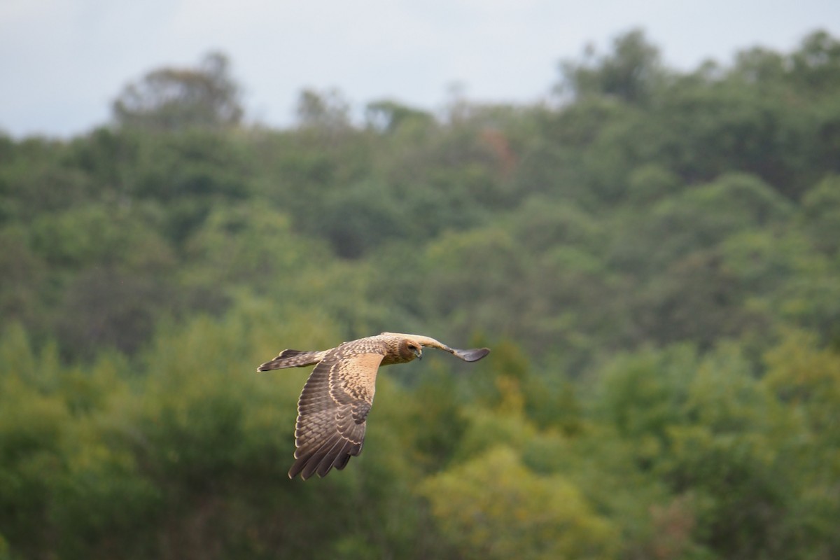 Aguilucho Moteado - ML278474601