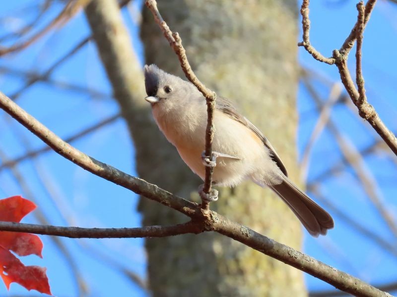 Tufted Titmouse - ML278474731