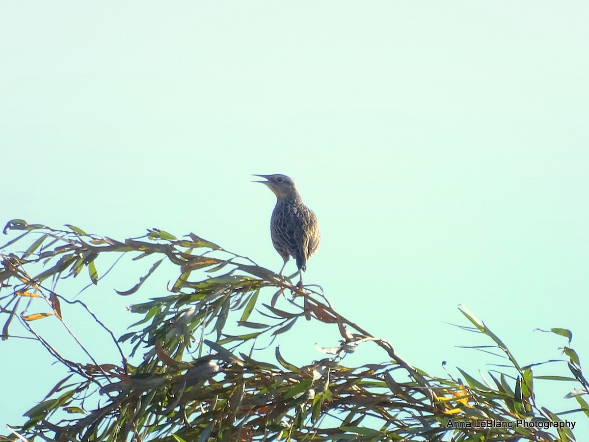 Eastern Meadowlark - ML278474841