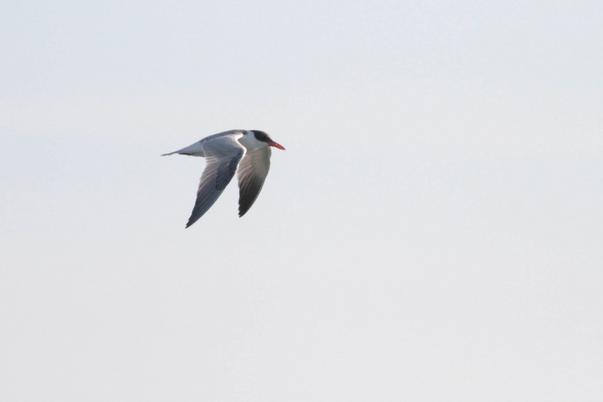 Caspian Tern - ML278476061