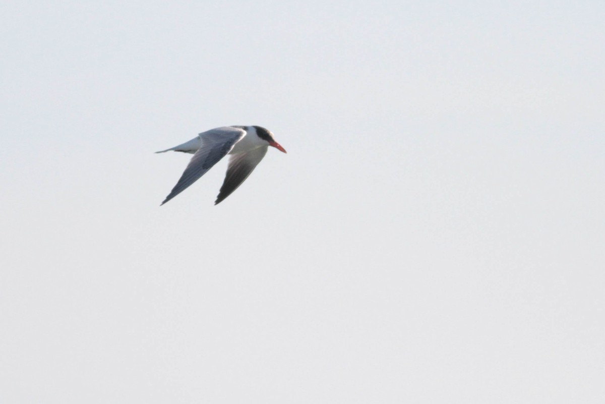 Caspian Tern - Marshall Iliff