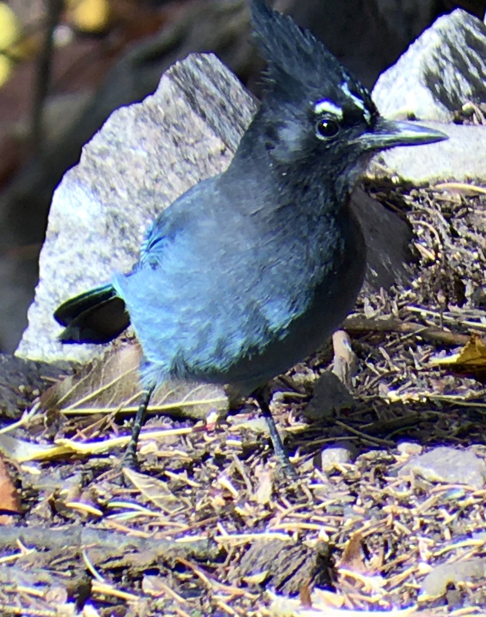 Steller's Jay - ML278478951
