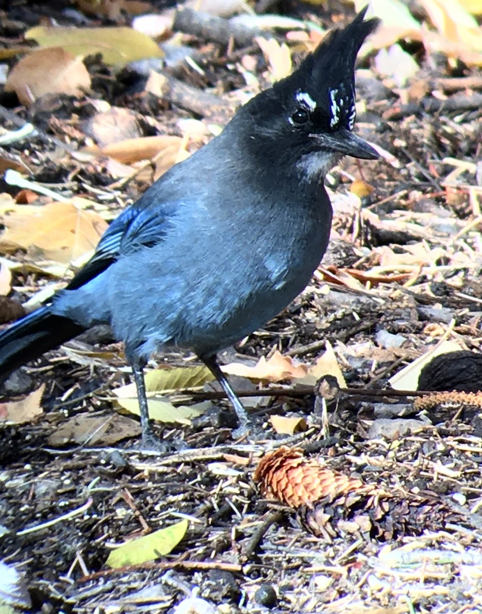 Steller's Jay - ML278478981