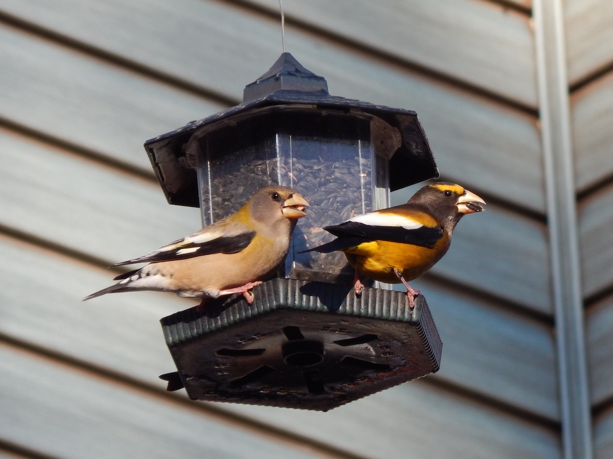 Evening Grosbeak - ML278479081