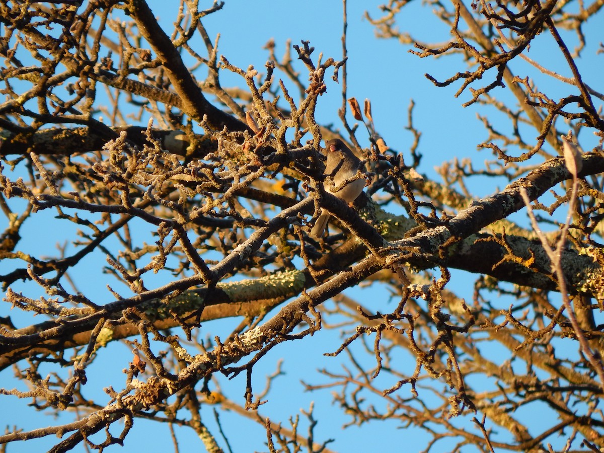 Junco Ojioscuro - ML278479771