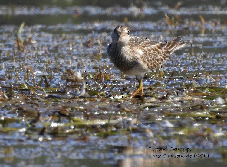 Graubrust-Strandläufer - ML278481261