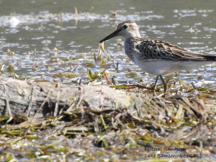 Pectoral Sandpiper - ML278481291