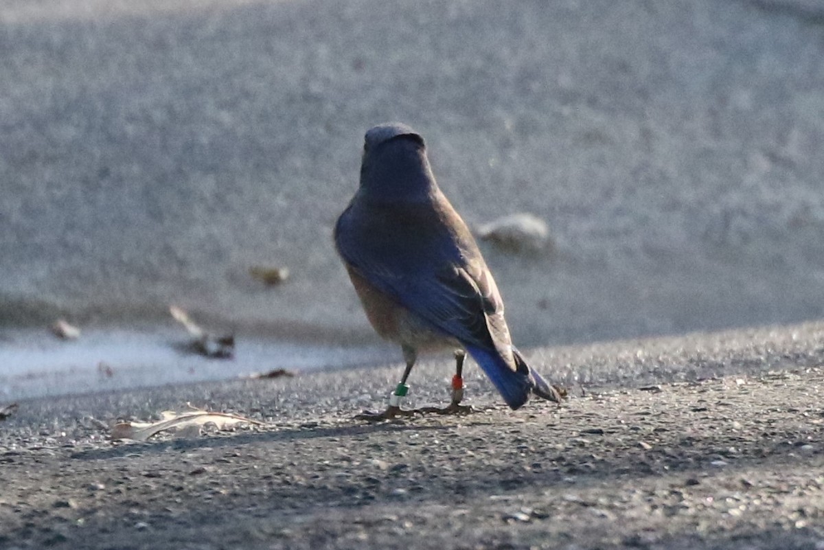 Western Bluebird - ML278482851