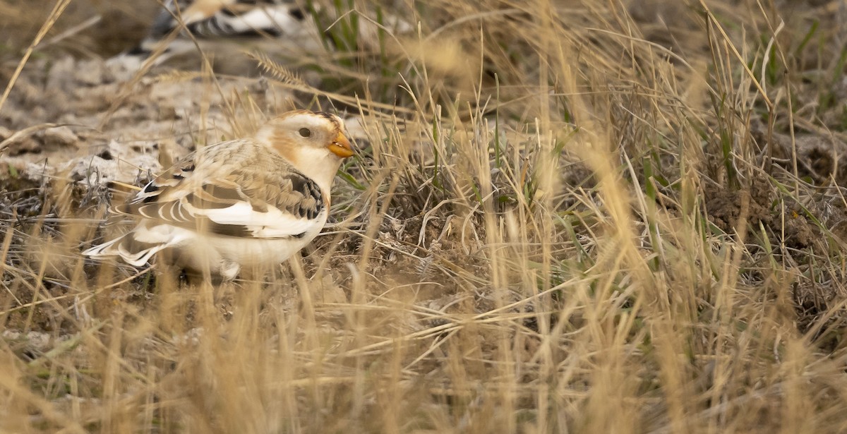 Snow Bunting - ML278488331