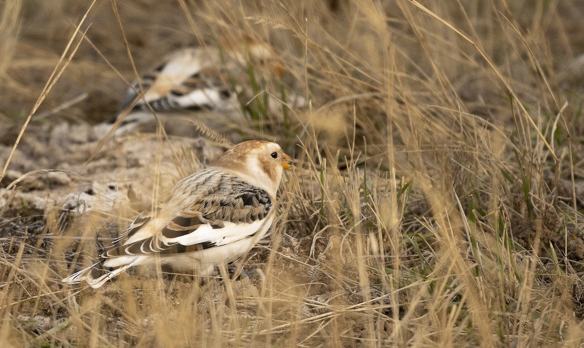 Snow Bunting - ML278488341