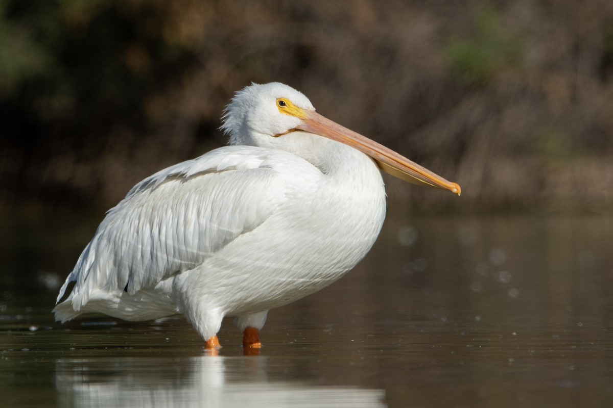 American White Pelican - Neil Rucker