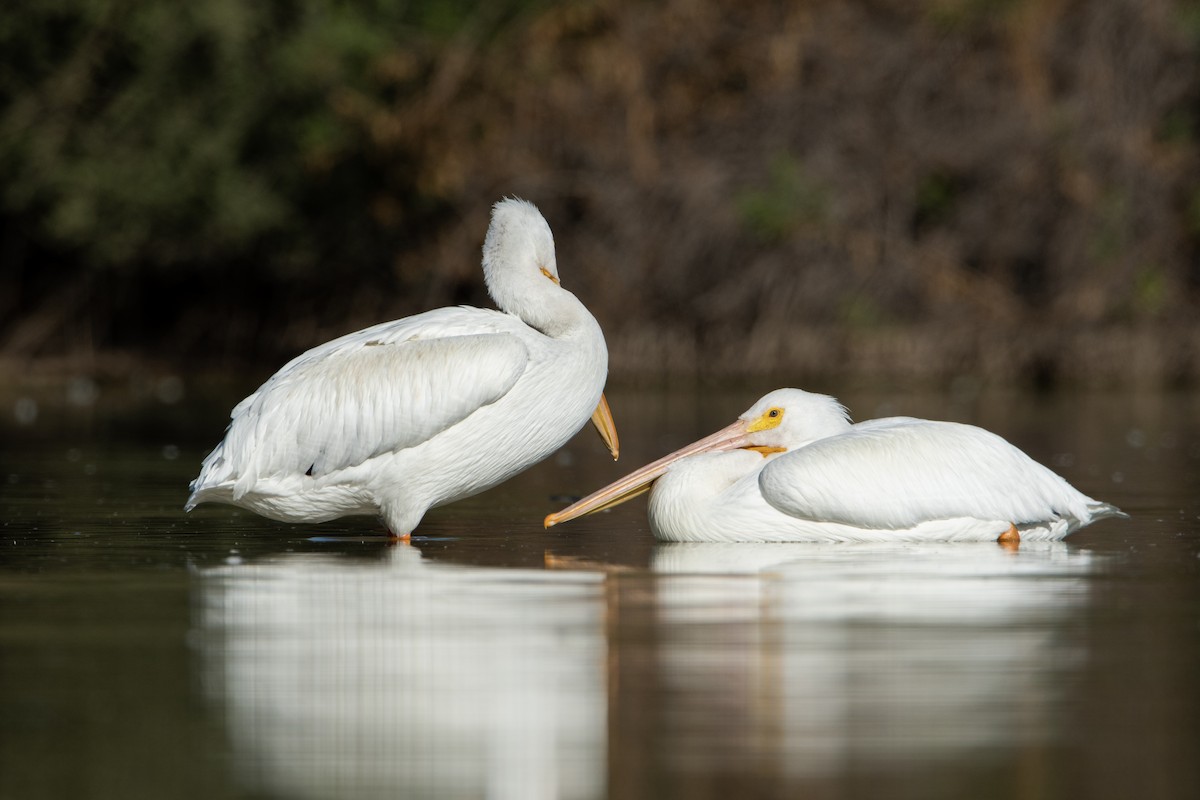 American White Pelican - Neil Rucker