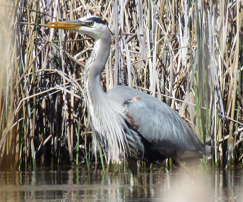 Great Blue Heron - Karen Lebing