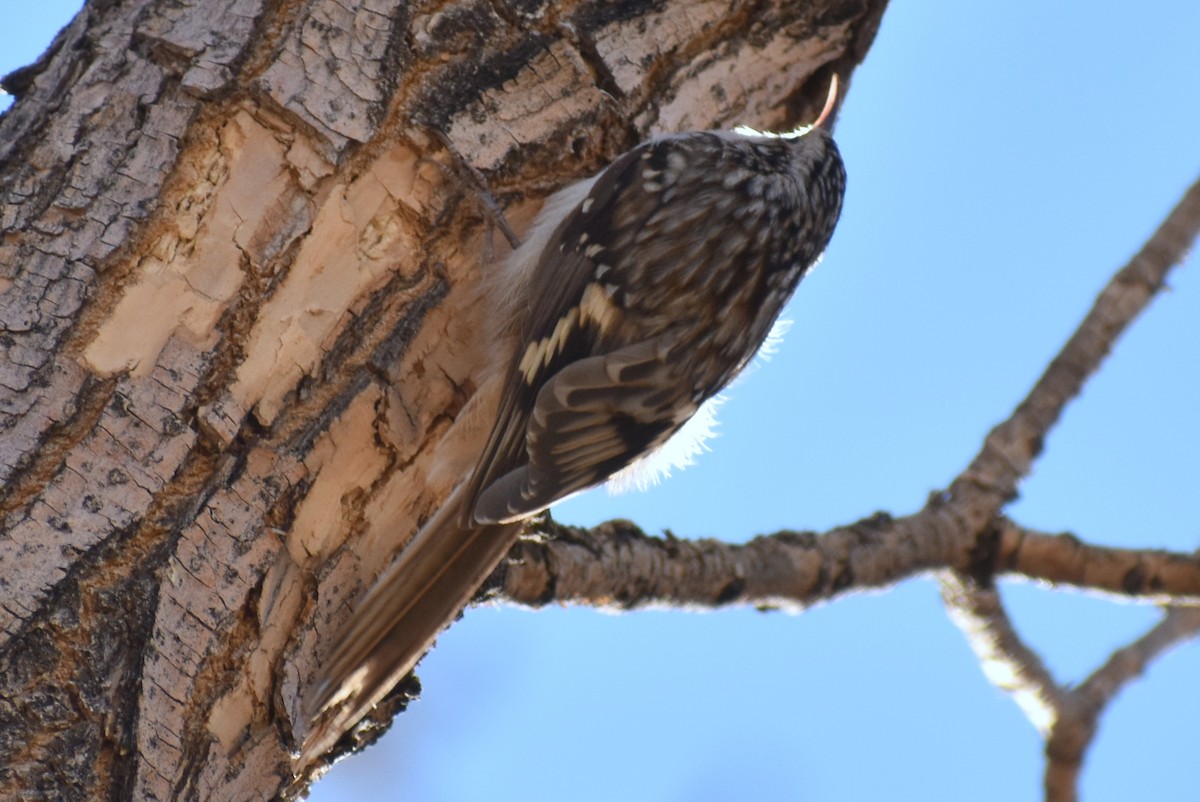 Brown Creeper - ML278489531