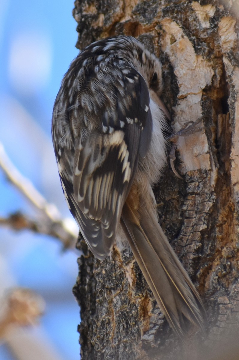 Brown Creeper - ML278489541