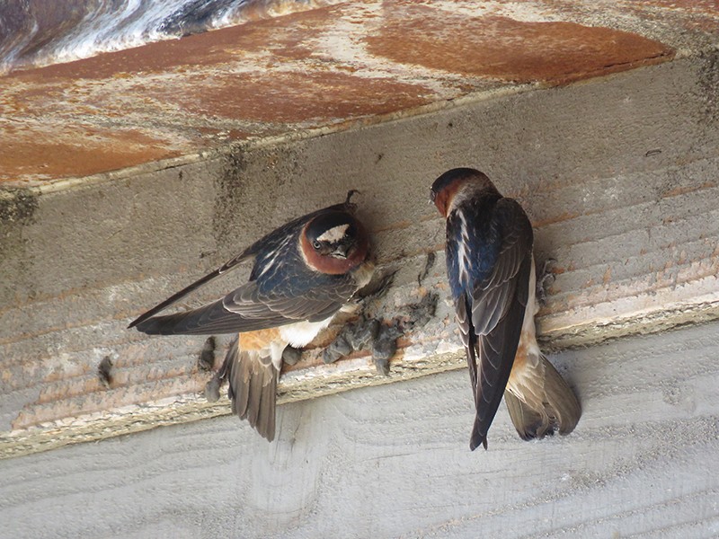 Cliff Swallow - ML27849171