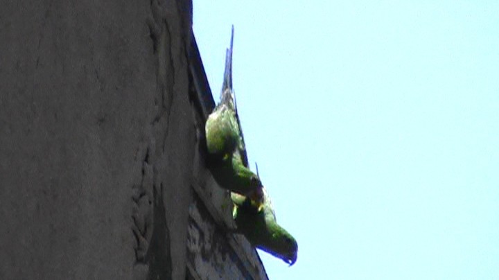 Plain Parakeet - Carlos Eduardo Gussoni