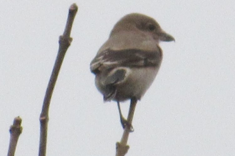 Northern Shrike - ML278493701