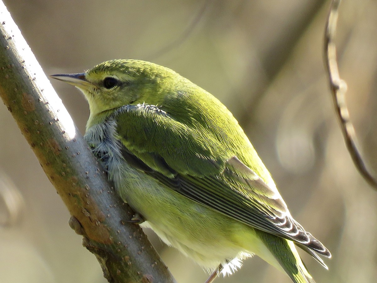 Tennessee Warbler - ML278494891