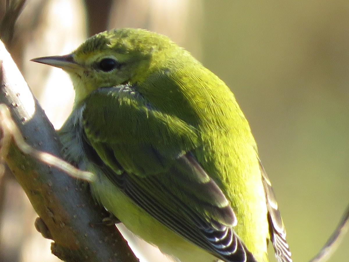 Tennessee Warbler - ML278494901