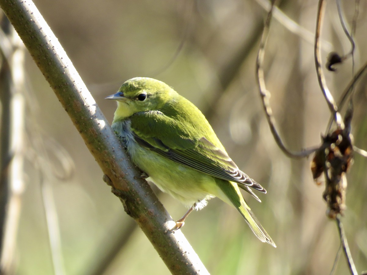 Tennessee Warbler - ML278494911