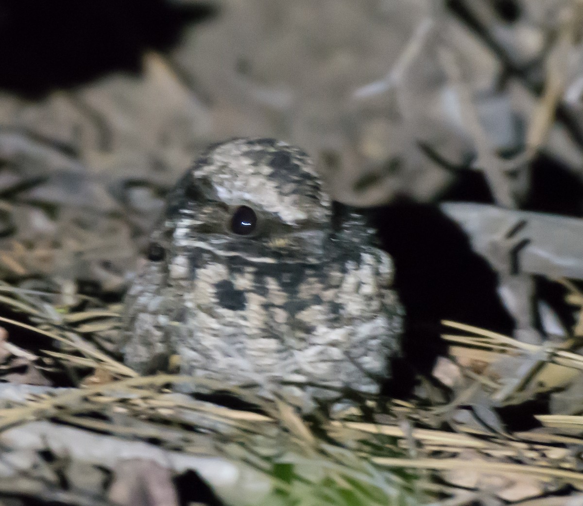 eBird Checklist - 28 Apr 2016 - Slate Creek Divide (Maricopa Co.) - 6 ...
