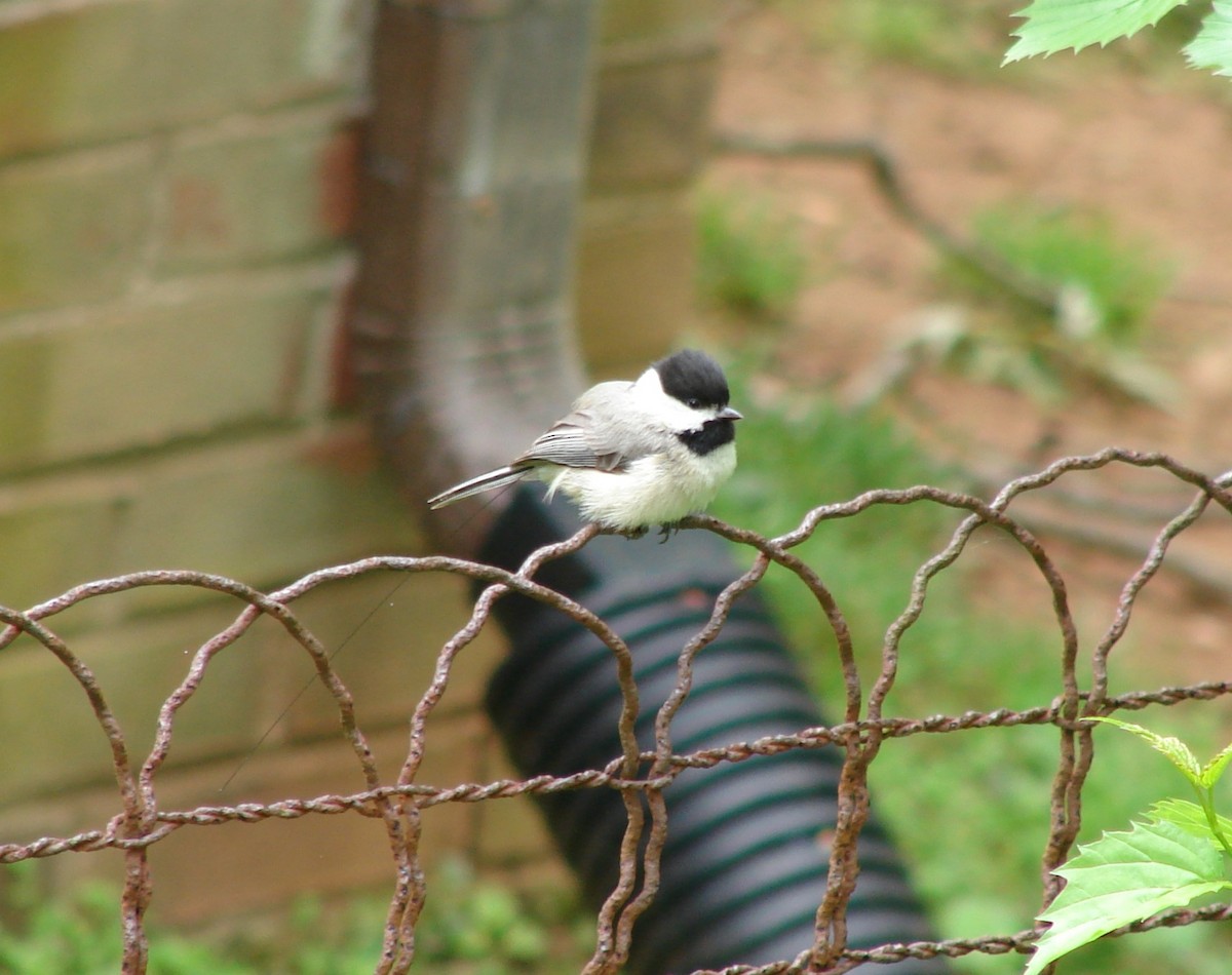 Carolina Chickadee - James Nelson