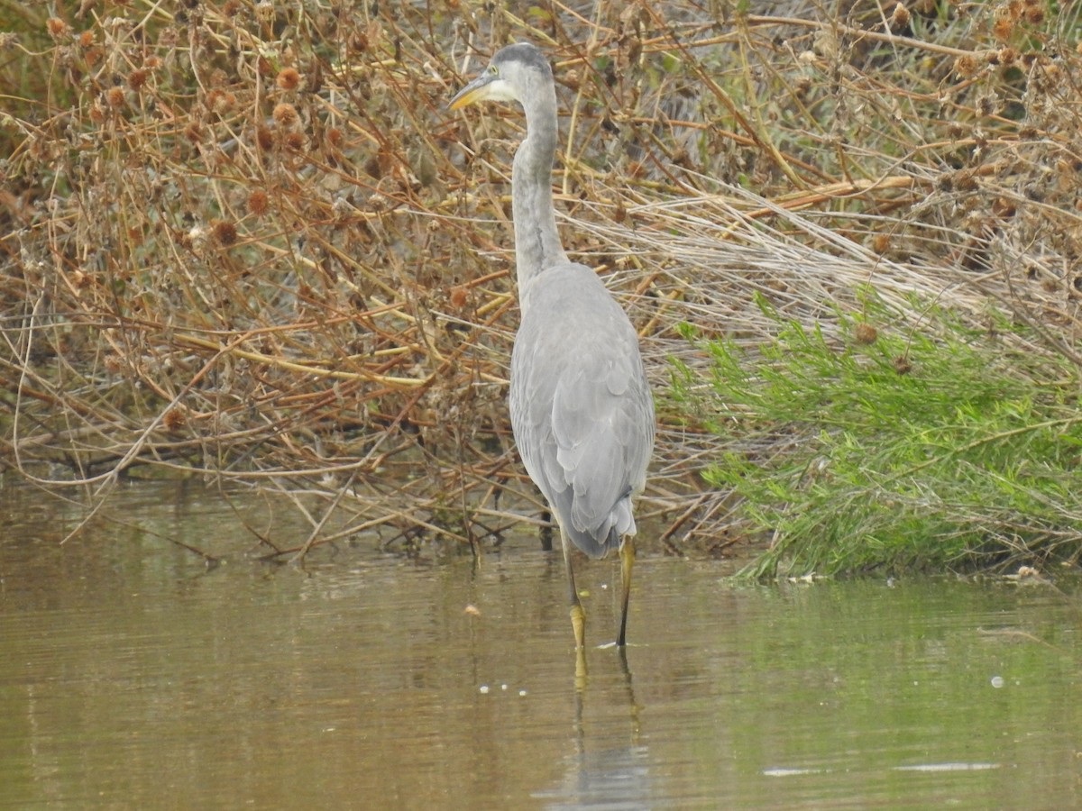 Great Blue Heron - ML278497101