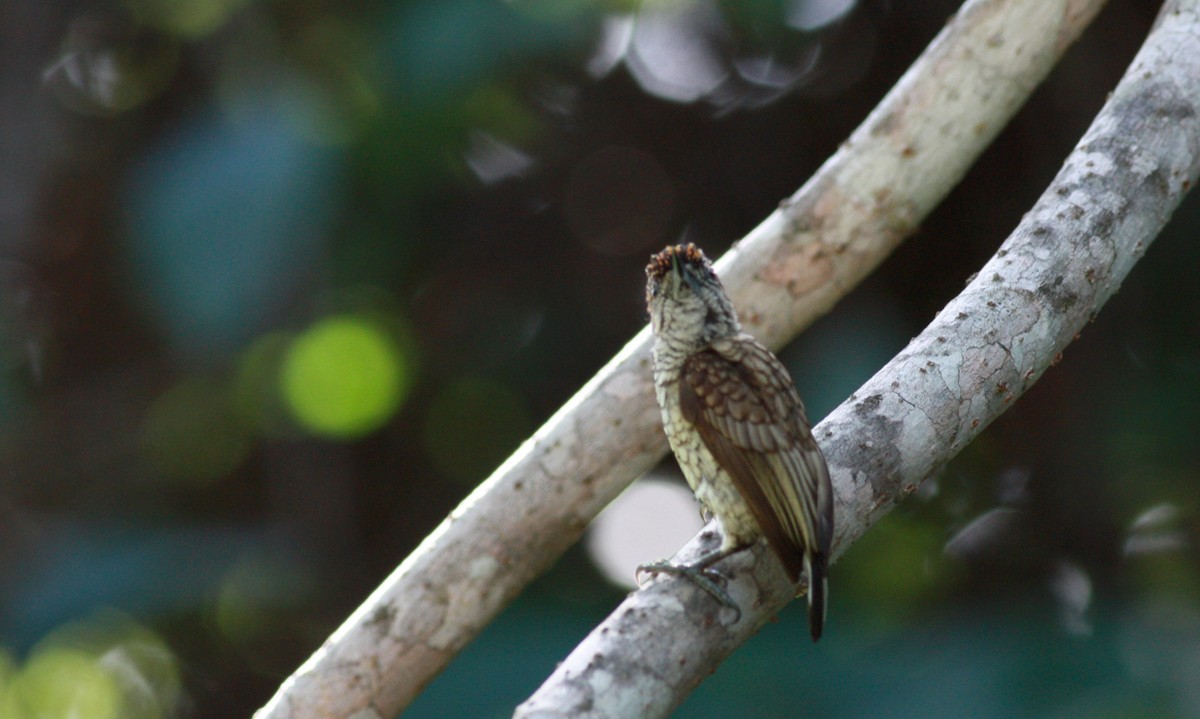 Scaled Piculet (Scaled) - Jay McGowan