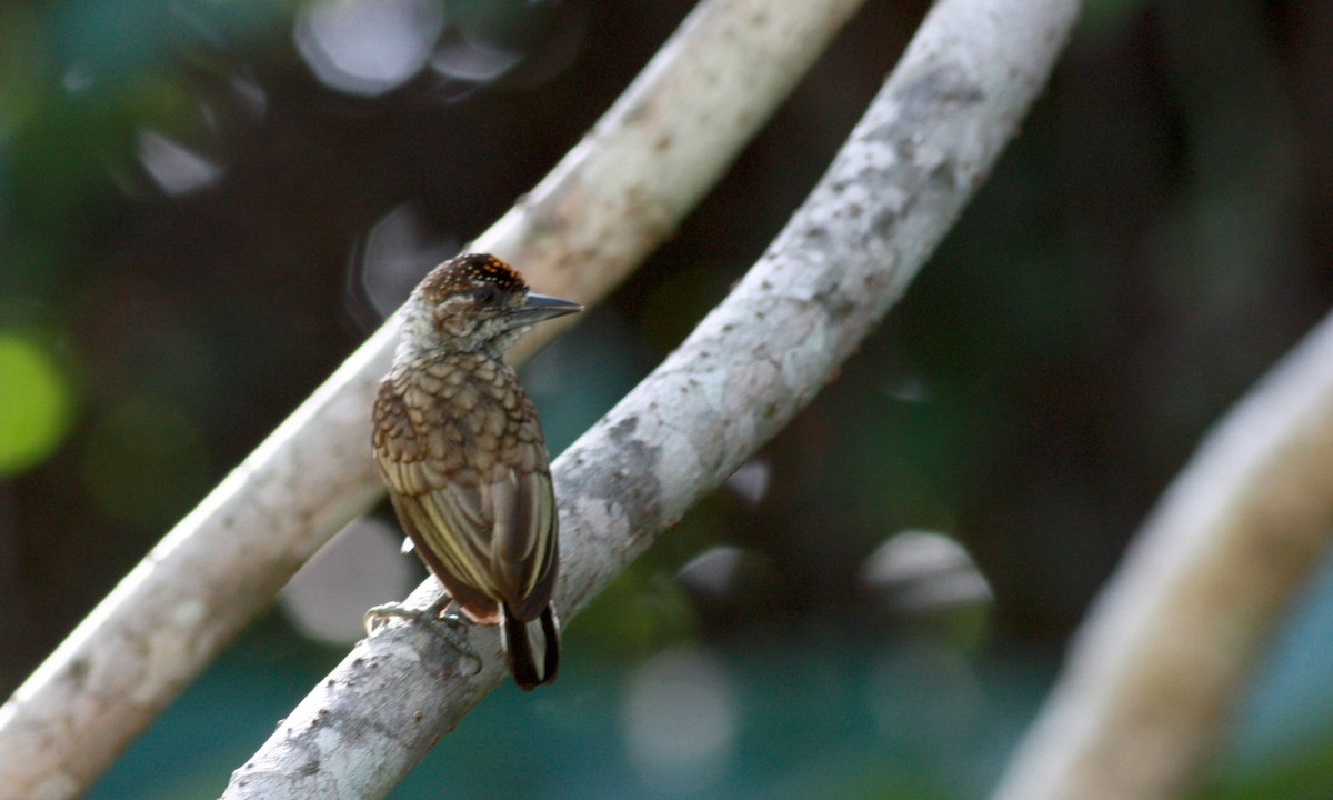 ウロコヒメキツツキ（squamulatus グループ） - ML27849861