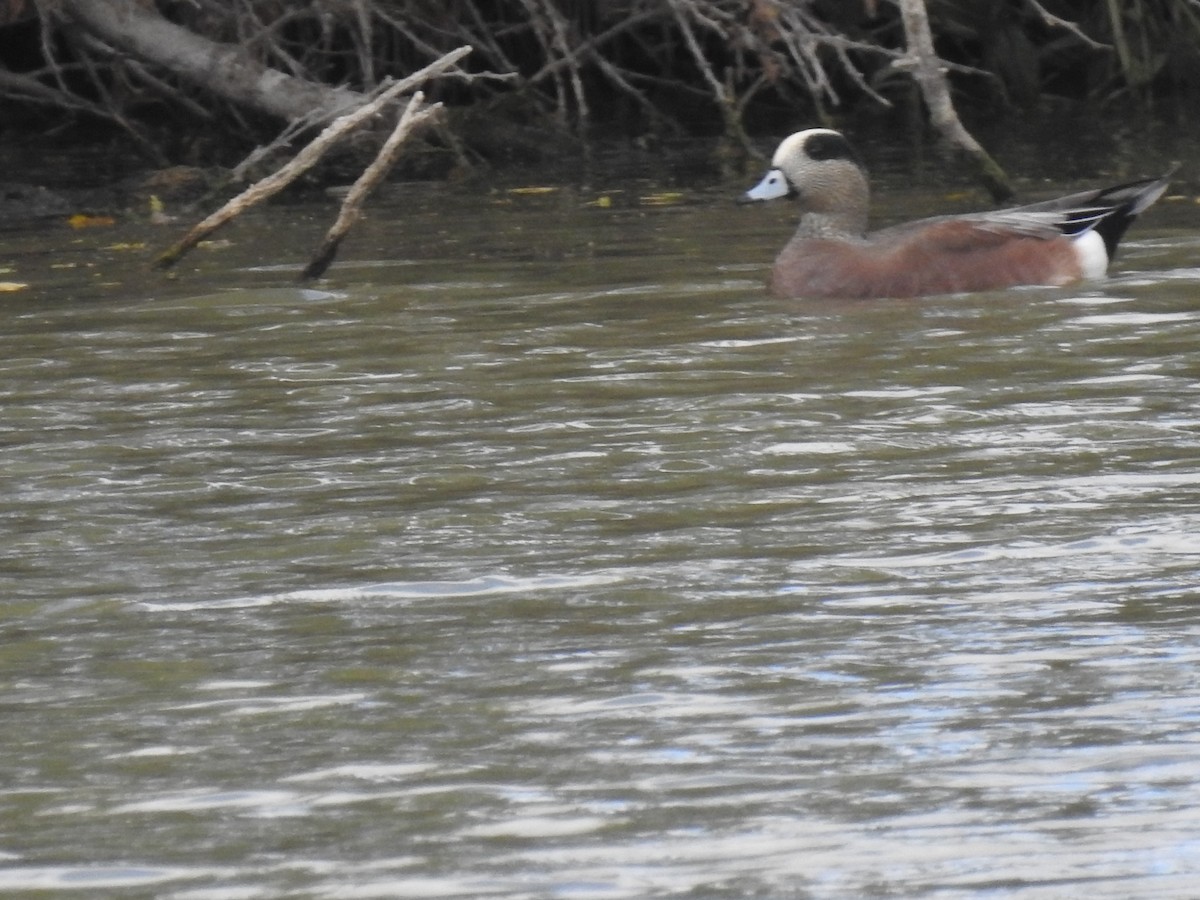 American Wigeon - ML278498911