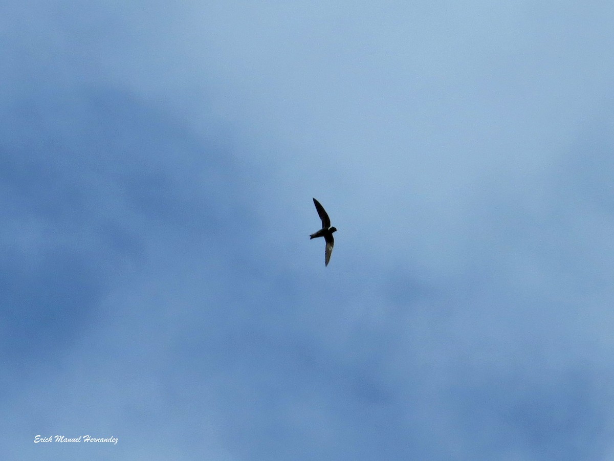 White-collared Swift - ML278499161