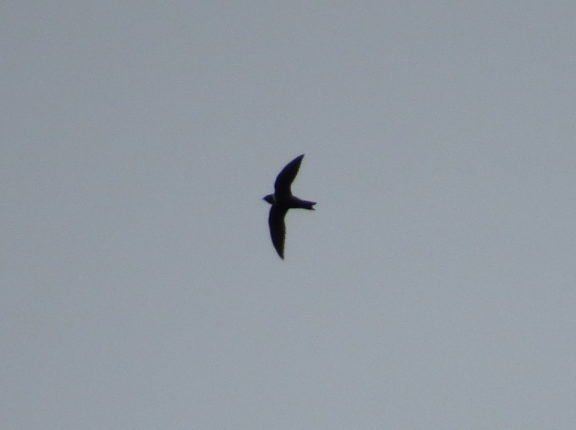 White-collared Swift - ML278499201