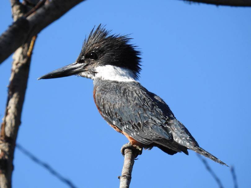 Ringed Kingfisher - ML278500421